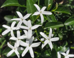 Trachelospermum Jasminoides 4lt Star Jasmine