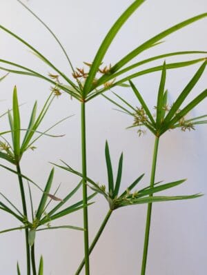 Cyperus Textilis 21cm Pot