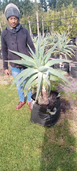 Aloe Speciosa 70lt