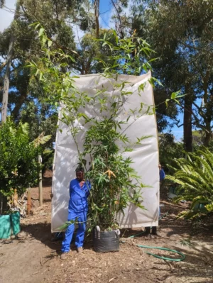Bambusa Balcoa 70lt