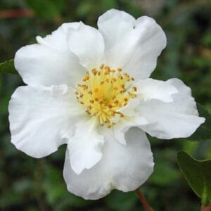 Camellia Sasanqua 'White' 128 Plug Tray