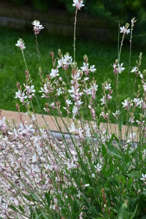 Gaura 'Sparkle White' 4 Pack Tray