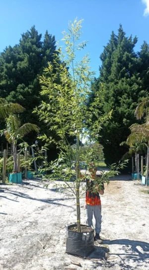 Salix Capensis 70lt