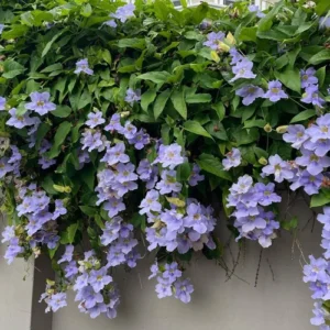 Thunbergia Grandiflora 20lt (Blue Trumpet Vine)