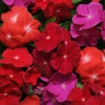 Vinca 'Pacifica Mix' 4 Pack Tray