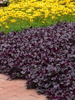 Alternanthera Purple Prince 20cm Hanging Basket