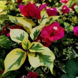 Bougainvillea Dauphine 10lt