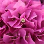 Bougainvillea Philippine Parade 10lt