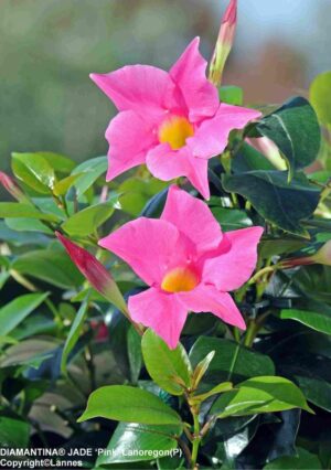 Dipladenia Pink 19cm Pot