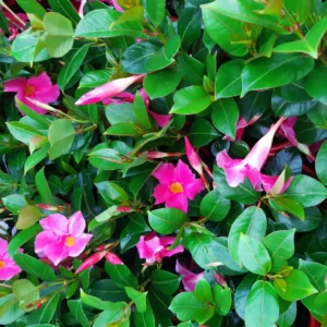 Dipladenia Jade Pink 10lt