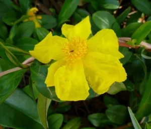 Hibbertia Scandens 20lt Common Name: Golden Guinea Vine, Snake Vine
