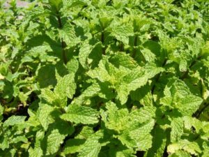 Mint Garden 20cm Hanging Basket