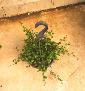 Muehlenbeckia Complexa 20cm Hanging Basket