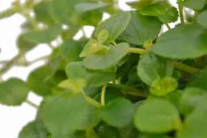 Pilea Depressa Baby Tears 20cm Hanging Basket