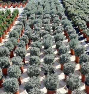 Helichrysum Italicum 17cm Pot