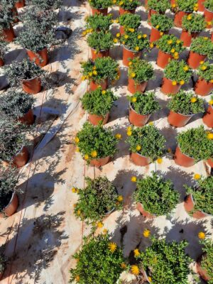 Lampranthus Assorted 17cm Pot