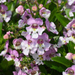 Angelonia Big 14cm Pot
