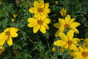 Bidens Yellow Charm 14cm Pot