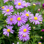 Brachyscome Brasco Violet 14cm