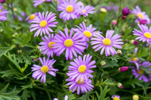 Brachyscome Brasco Violet 14cm