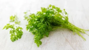 Chervil Anthriscus cerefolium 12cm Pot