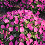 Impatiens Sol Luna 14cm Pot