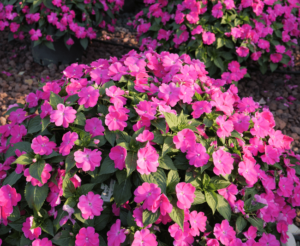 Impatiens Sol Luna 14cm Pot