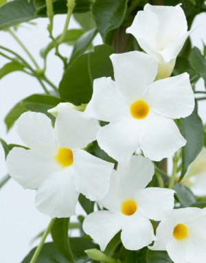 Dipladenia White 14cm Pot