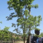 Heteropyxis Natalensis (Lavender Tree) 100lt