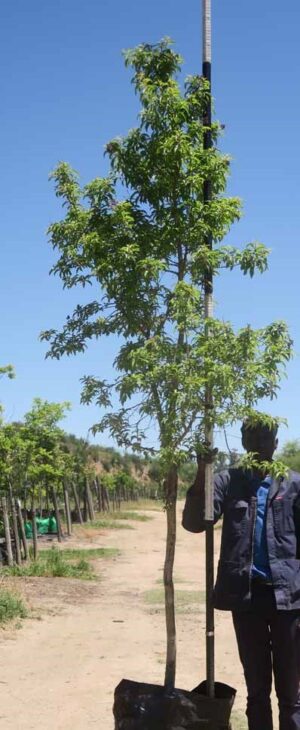 Heteropyxis Natalensis (Lavender Tree) 100lt