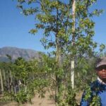 Heteropyxis Natalensis (Lavender Tree) 40lt
