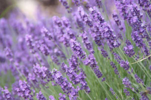 Lavandula Angustifolia 4lt Common Name: English Lavender