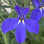 Lobelia Africo Speedy Blue 14cm
