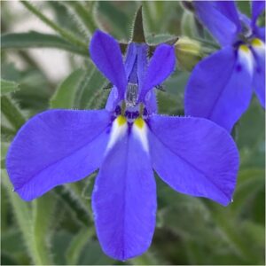 Lobelia Africo Speedy Blue 14cm