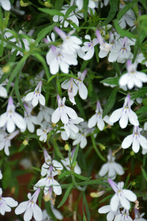 Lobelia Glow White Lightening 14cm Pot