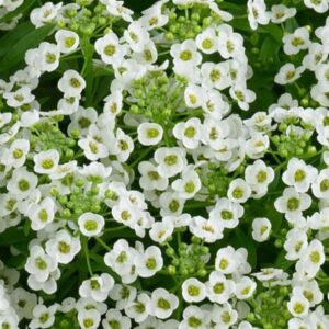 Lobularia Stream Compact White 14cm