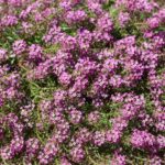 Lobularia Stream Rose 14cm