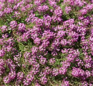 Lobularia Stream Rose 14cm
