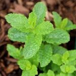 Mentha Spearmint 12cm