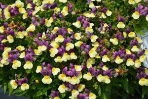 Nemesia Blueberry Custard 14cm Pot