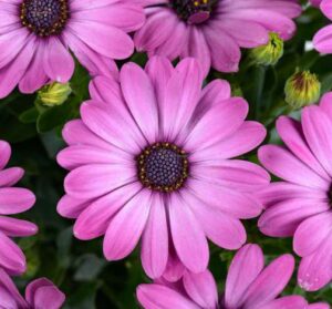 Osteo Ostica Mega Pink 14cm Pot