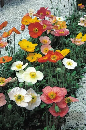Poppy Champagne Bubbles Mix Improved 4 Pack Tray