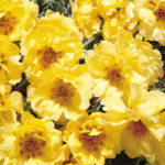 Portulaca 14cm Pot