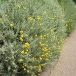 Santolina Chamaecyparissus 12cm Pot Common Name: Cotton Lavender