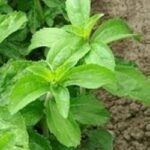 Stevia Sugar Herb 12cm Pot