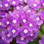 Verbena Vanessa Optik Grape 14cm