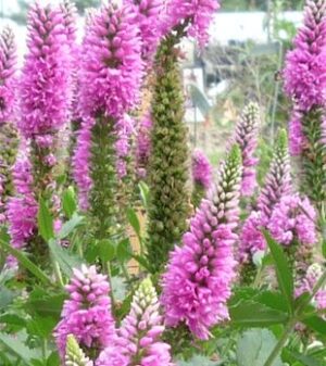 Veronica Ronica Fuchsia 14cm Pot