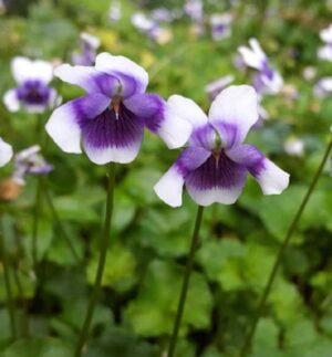 Viola Hederacea Violet 12cm Pot