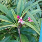 Frangipani Tree 20lt Apricot Pink Blush
