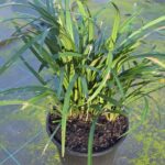 Liriope Muscari 'Evergreen Giant' 20cm Pot